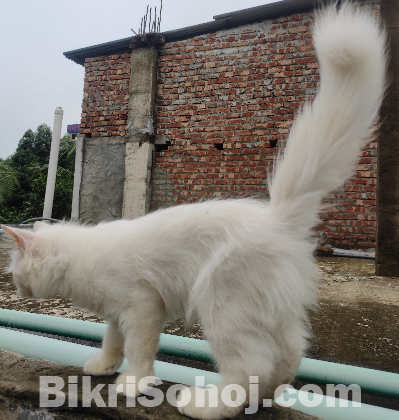 Pure Persian Male Cat